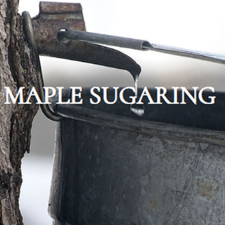 maple sugaring