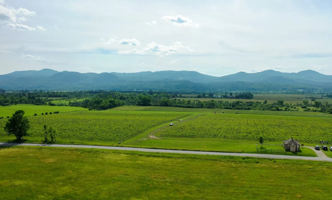 Aerial view of vineyards