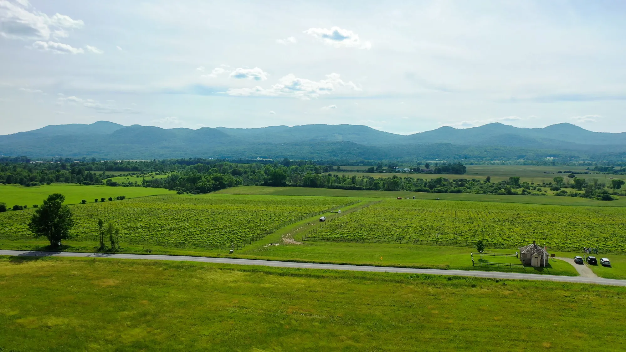 Aerial view of vineyards